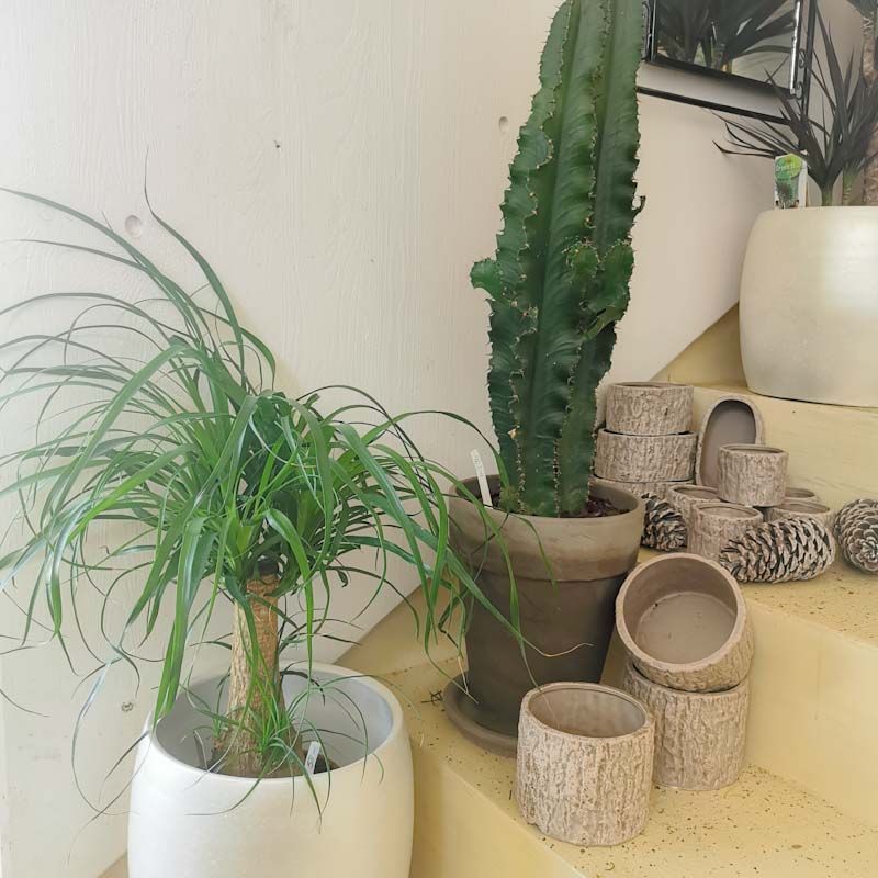 hollenstein blumengarten ag