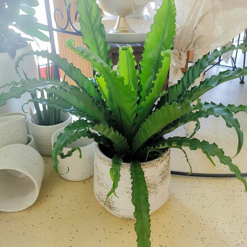 hollenstein blumengarten ag