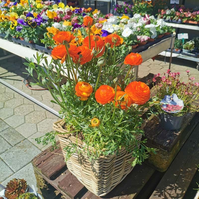 Gartenanlage - hollenstein blumengarten AG