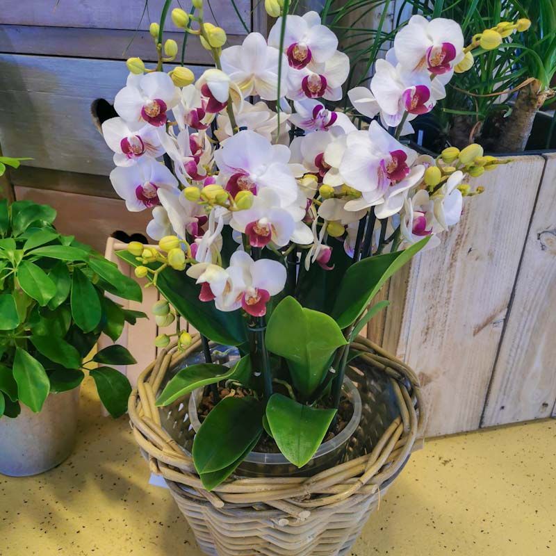 hollenstein blumengarten ag