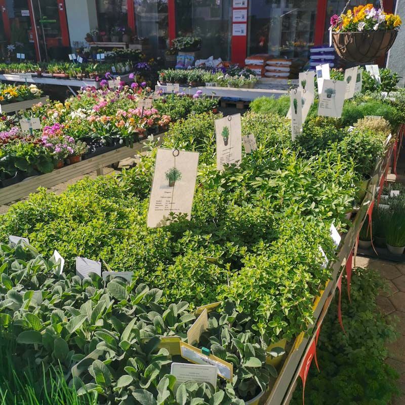 Gartenanlage - hollenstein blumengarten AG