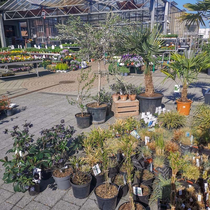 Gartenanlage - hollenstein blumengarten AG