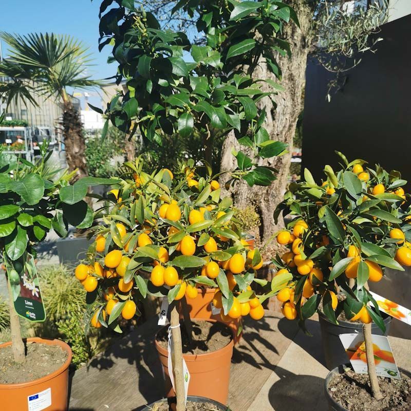 Gartenanlage - hollenstein blumengarten AG