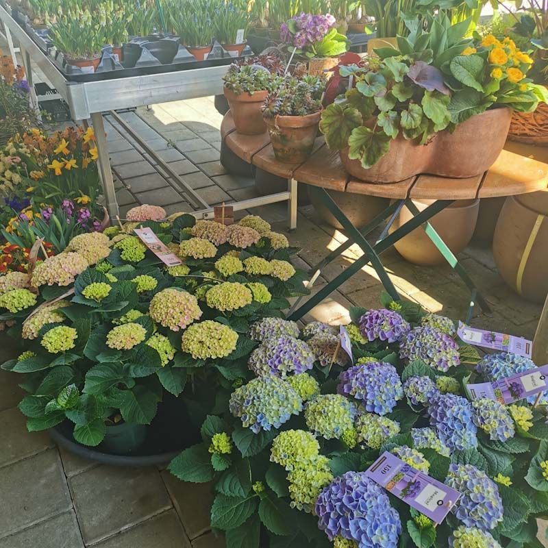 Gartenanlage - hollenstein blumengarten AG