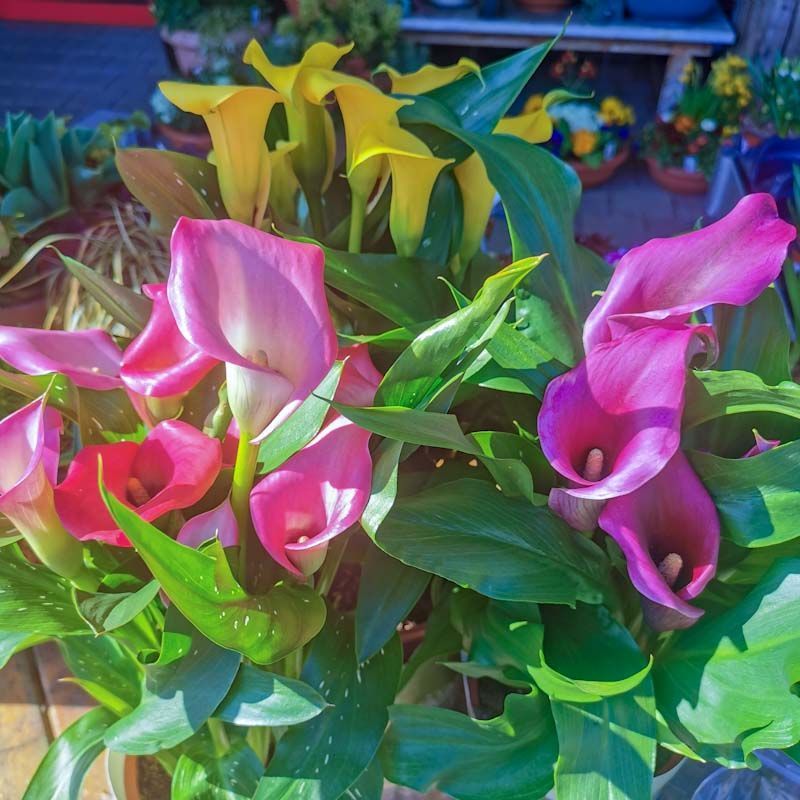 Gartenanlage - hollenstein blumengarten AG