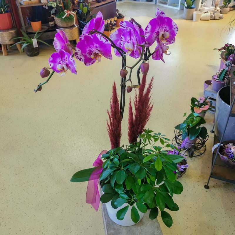 hollenstein blumengarten ag