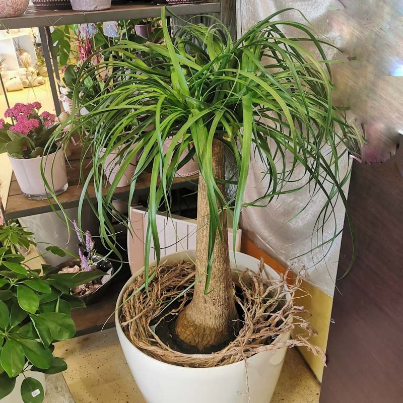 hollenstein blumengarten ag