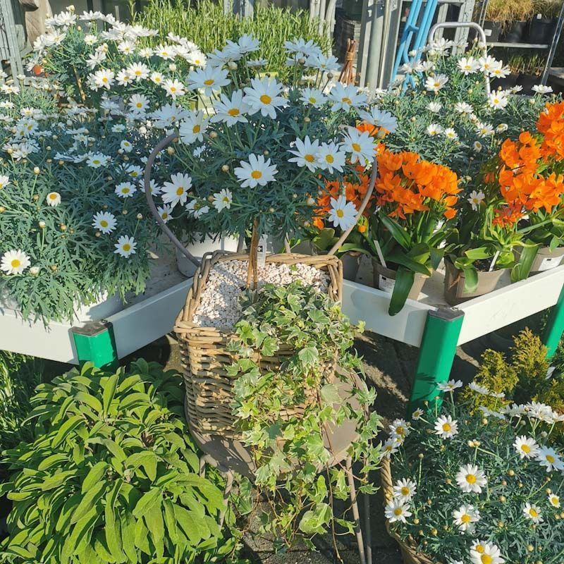 Gartenanlage - hollenstein blumengarten AG