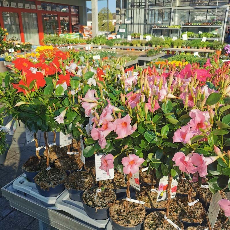 Gartenanlage - hollenstein blumengarten AG