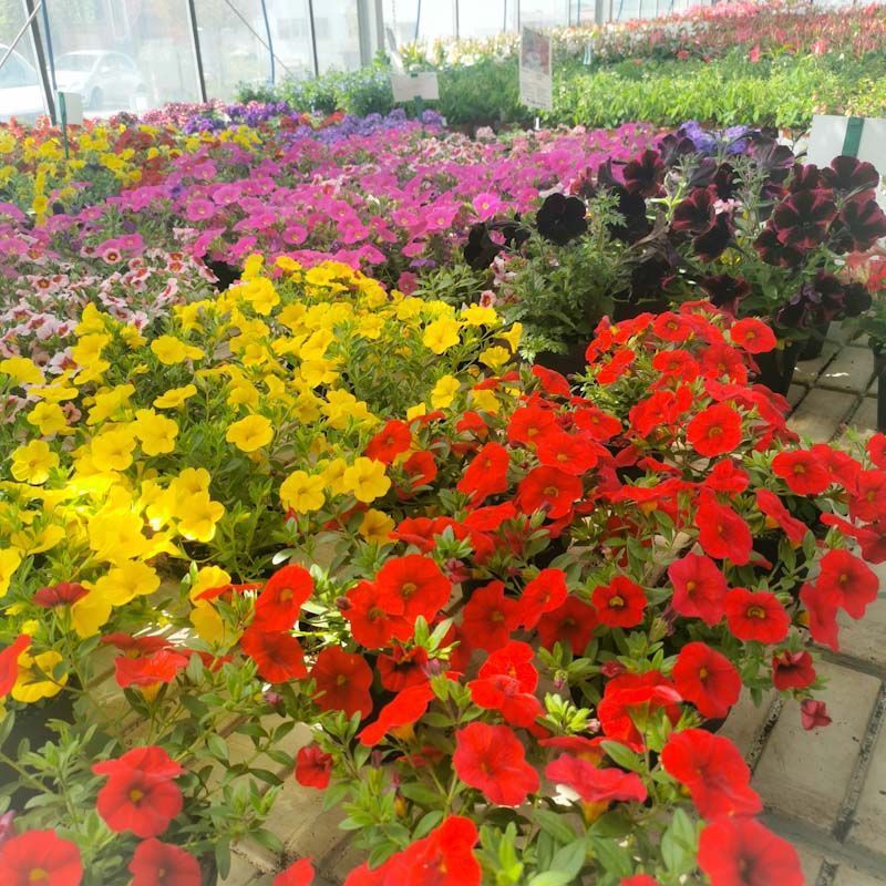 Gartenanlage - hollenstein blumengarten AG