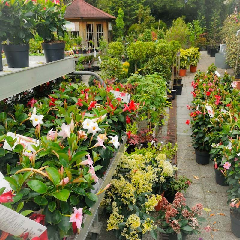 Gartenanlage - hollenstein blumengarten AG