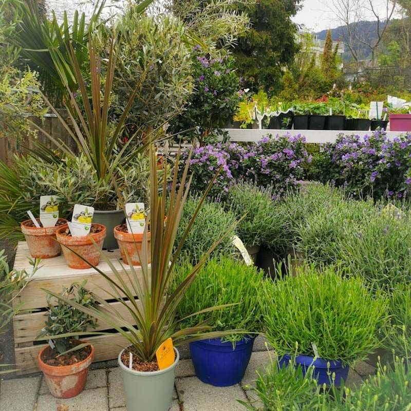 Gartenanlage - hollenstein blumengarten AG