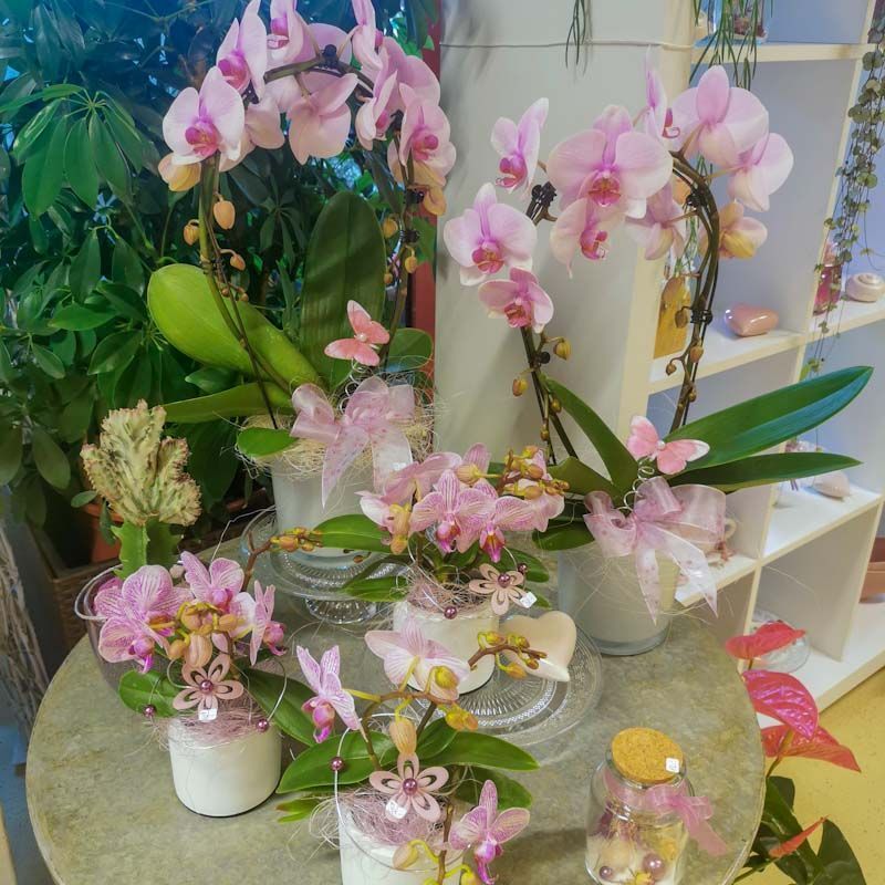 hollenstein blumengarten ag