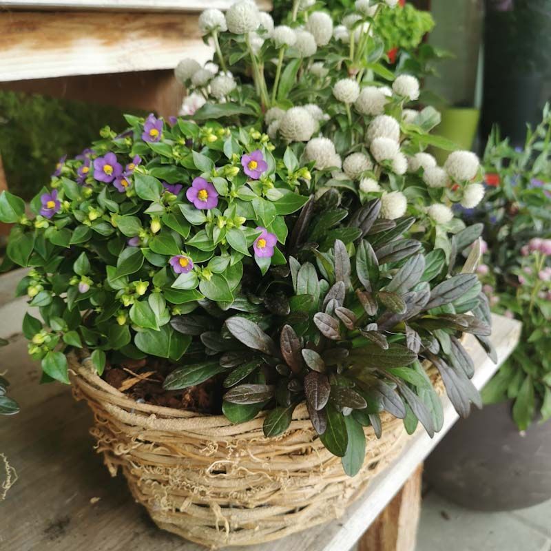 Gartenanlage - hollenstein blumengarten AG