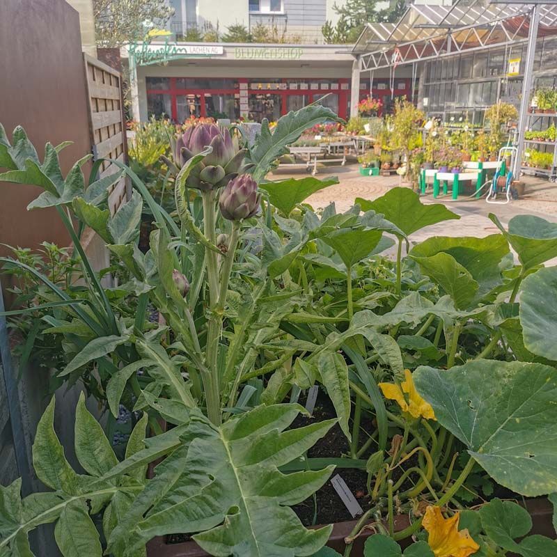 Gartenanlage - hollenstein blumengarten AG