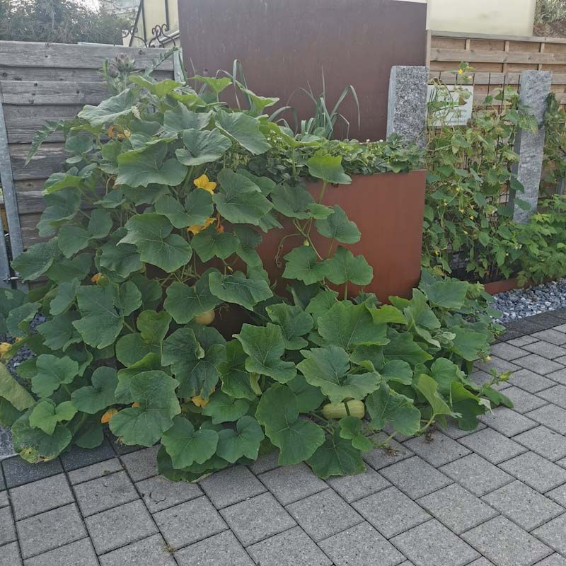 Gartenanlage - hollenstein blumengarten AG