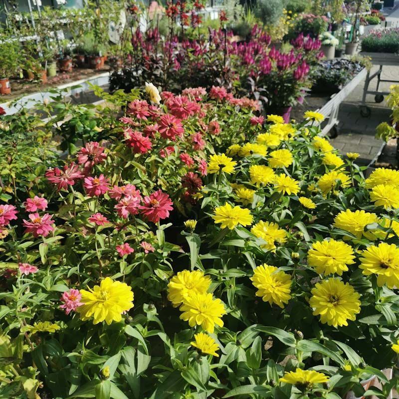 Gartenanlage - hollenstein blumengarten AG