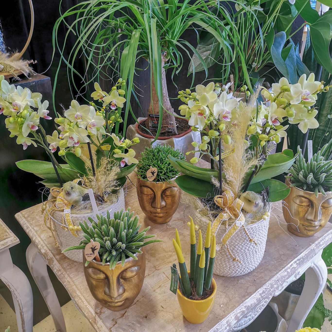 hollenstein blumengarten ag