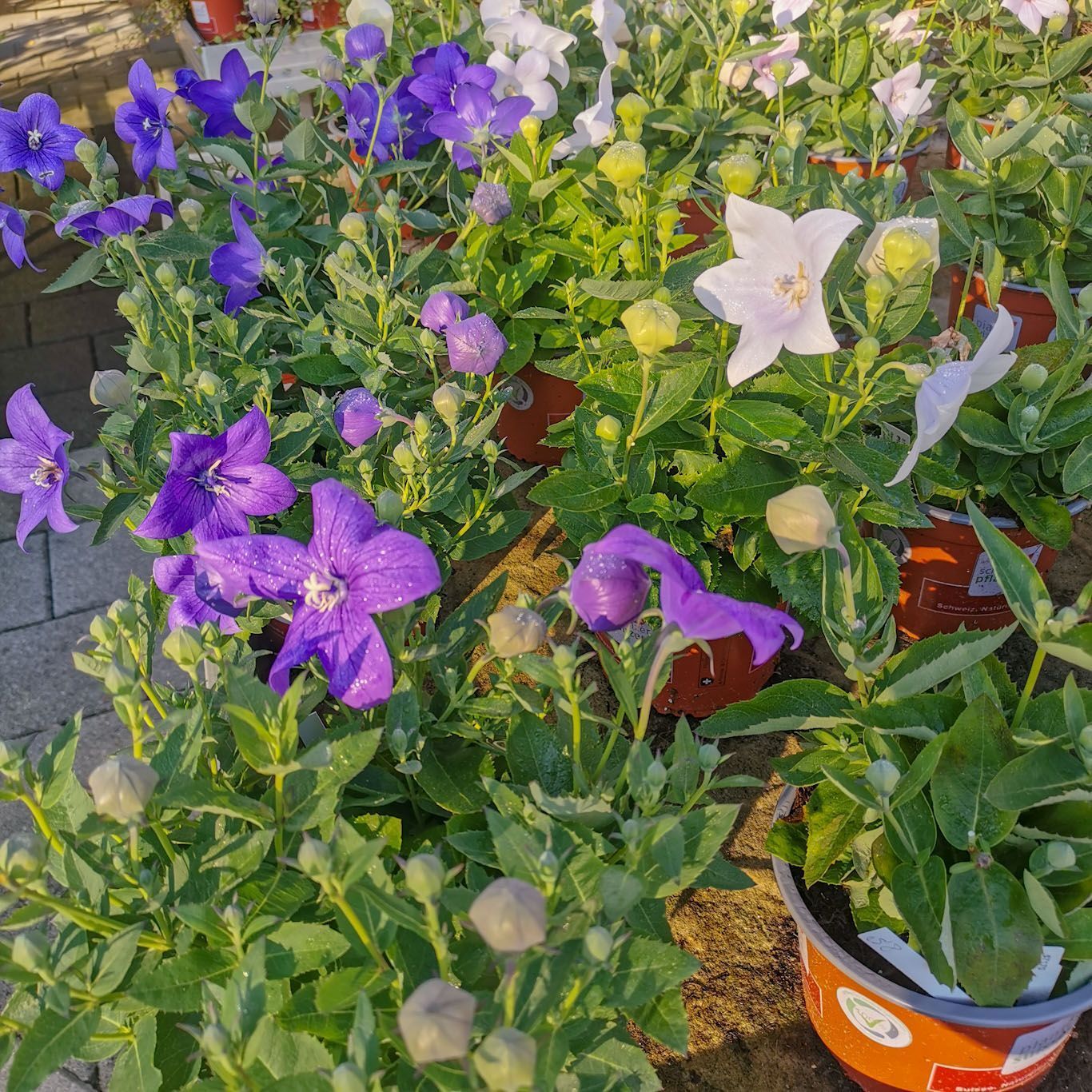 Gartenanlage - hollenstein blumengarten AG