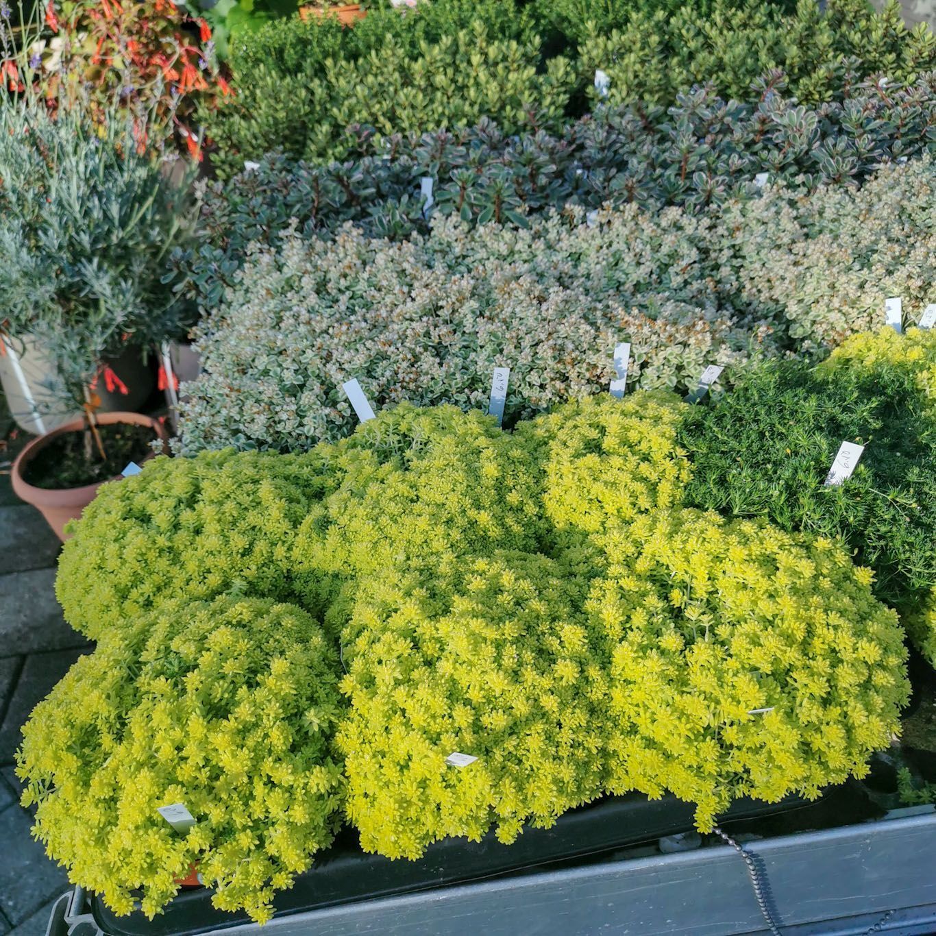 Gartenanlage - hollenstein blumengarten AG