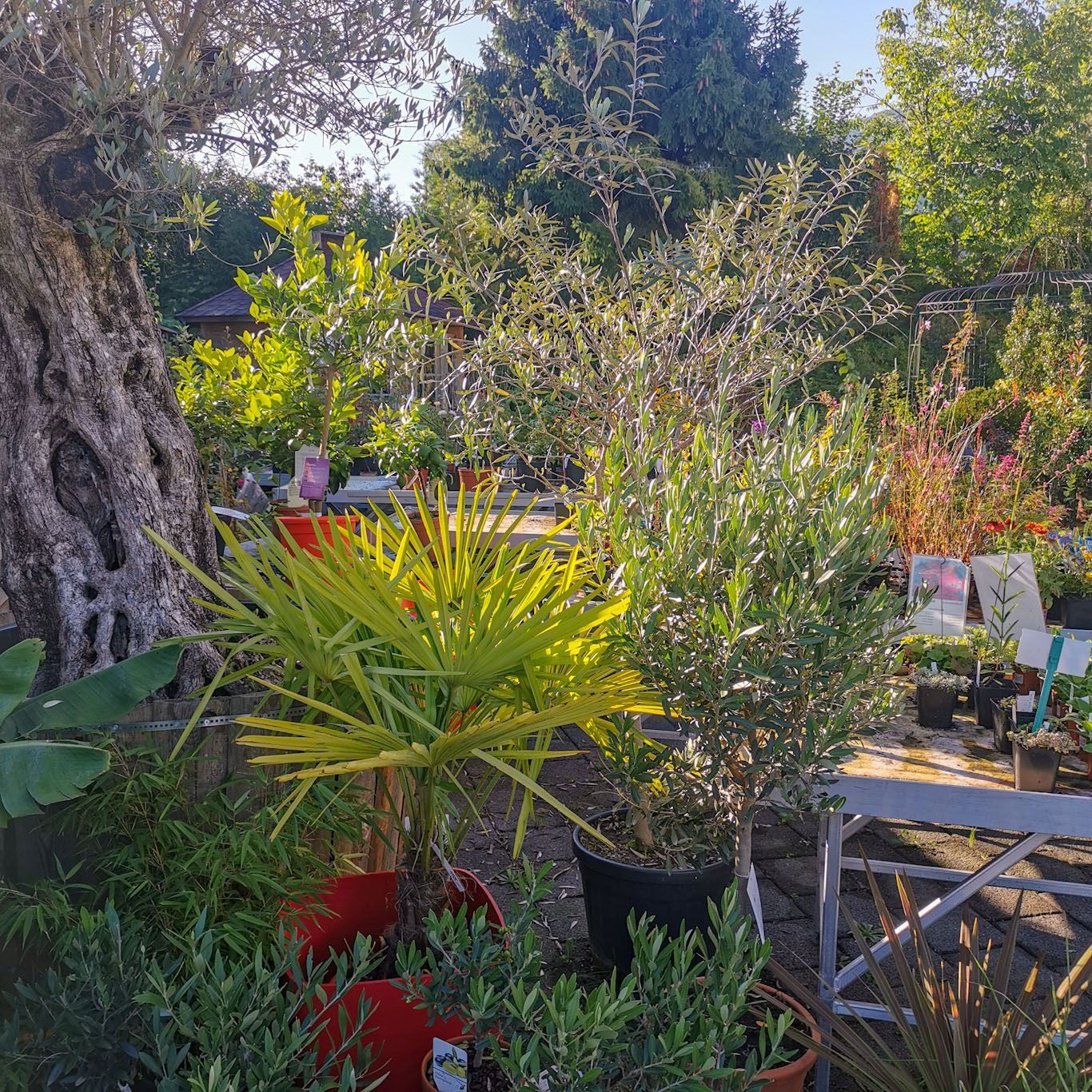 Gartenanlage - hollenstein blumengarten AG