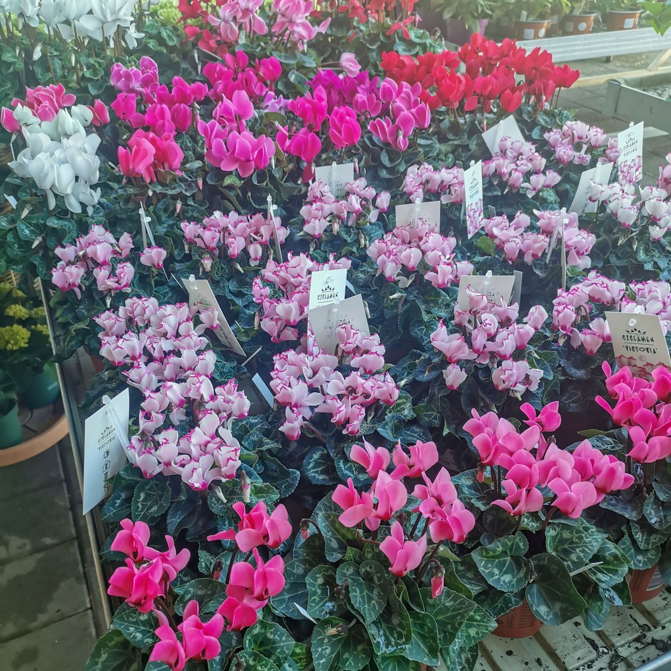 Gartenanlage - hollenstein blumengarten AG