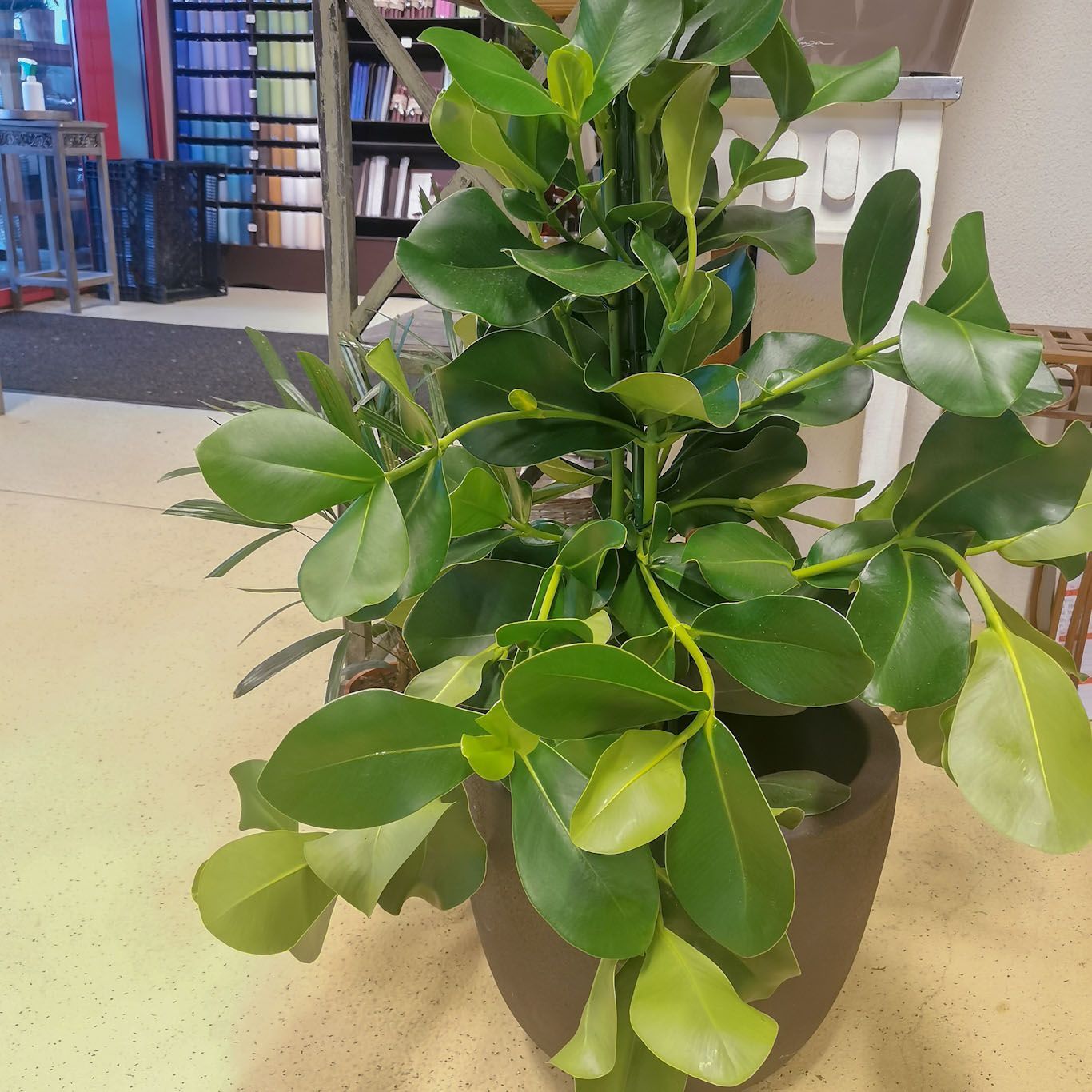 hollenstein blumengarten ag