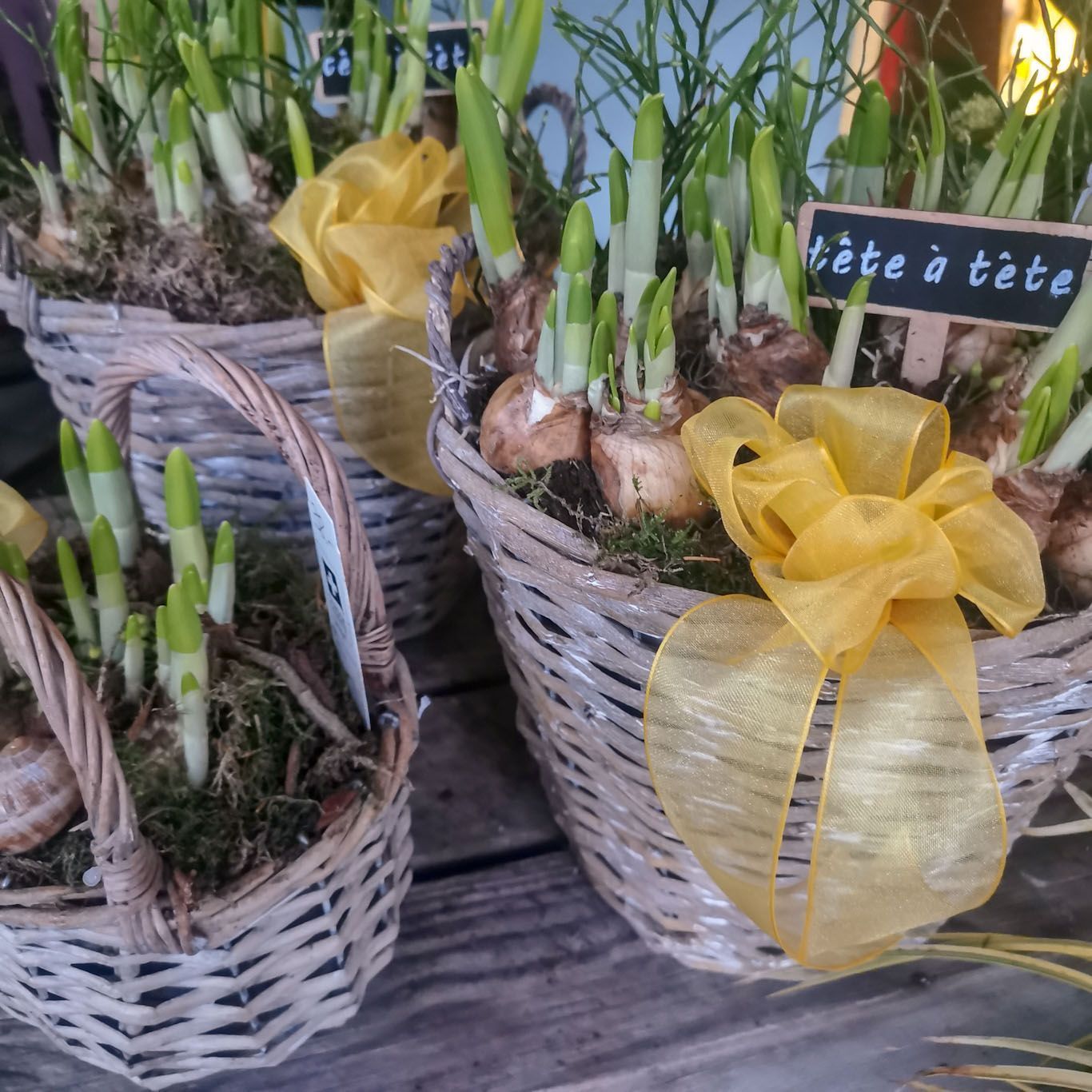 Gartenanlage - hollenstein blumengarten AG