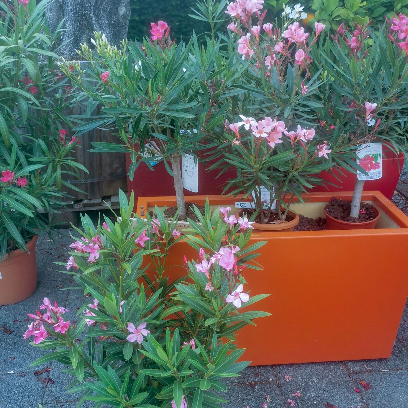 Gartenanlage - hollenstein blumengarten AG