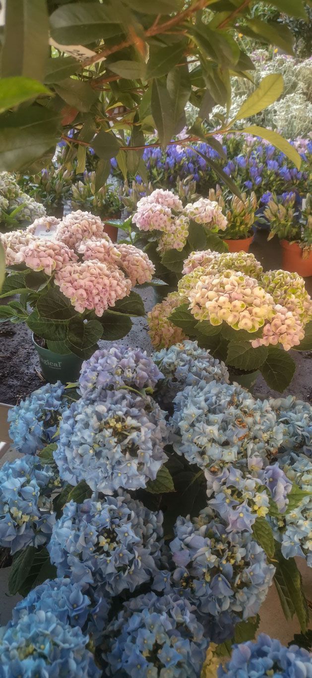 Gartenanlage - hollenstein blumengarten AG