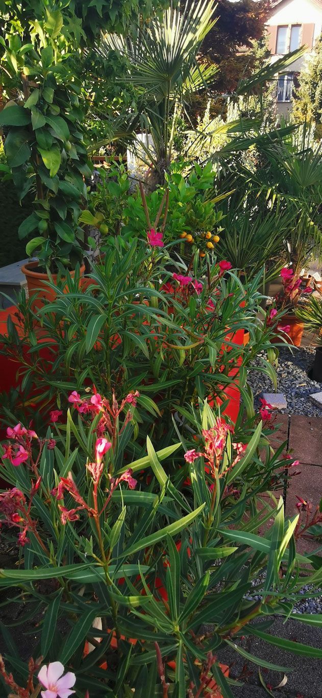 Gartenanlage - hollenstein blumengarten AG