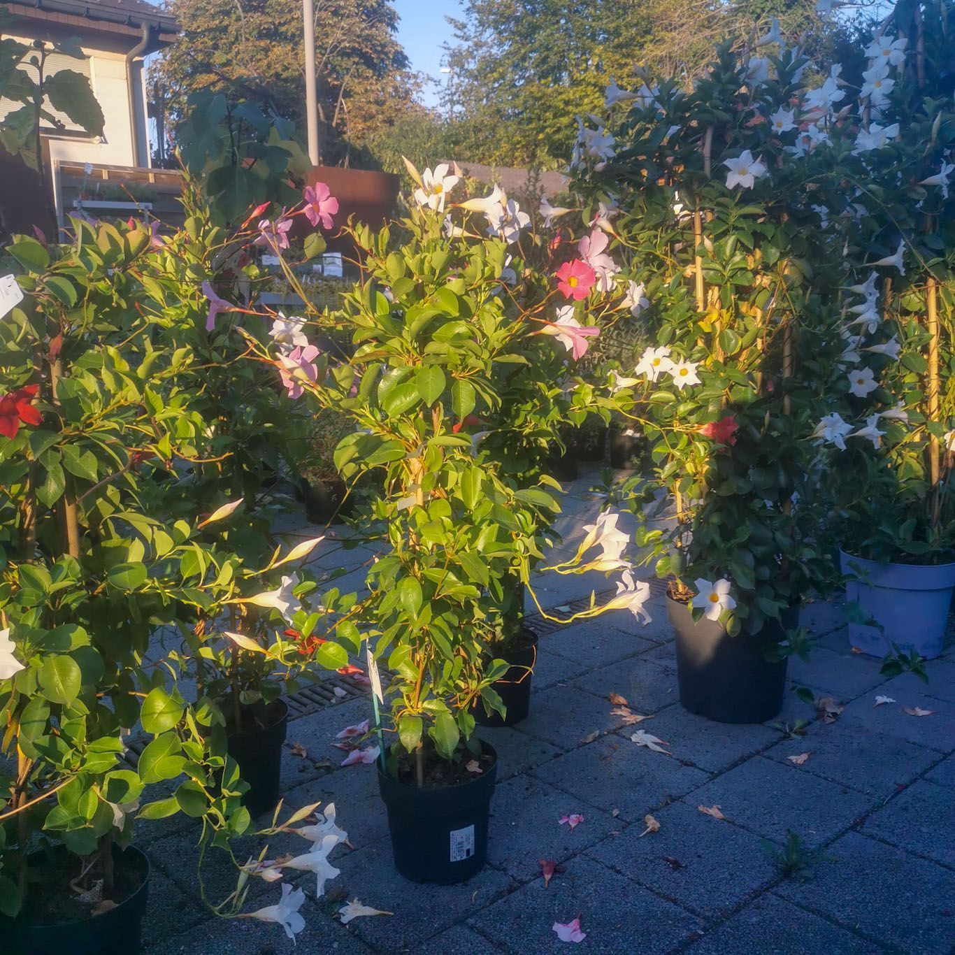 Gartenanlage - hollenstein blumengarten AG