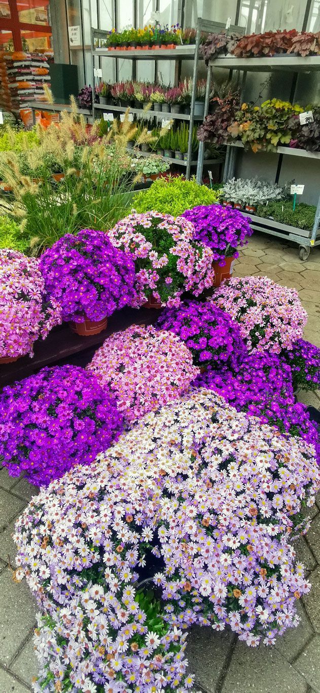 Gartenanlage - hollenstein blumengarten AG