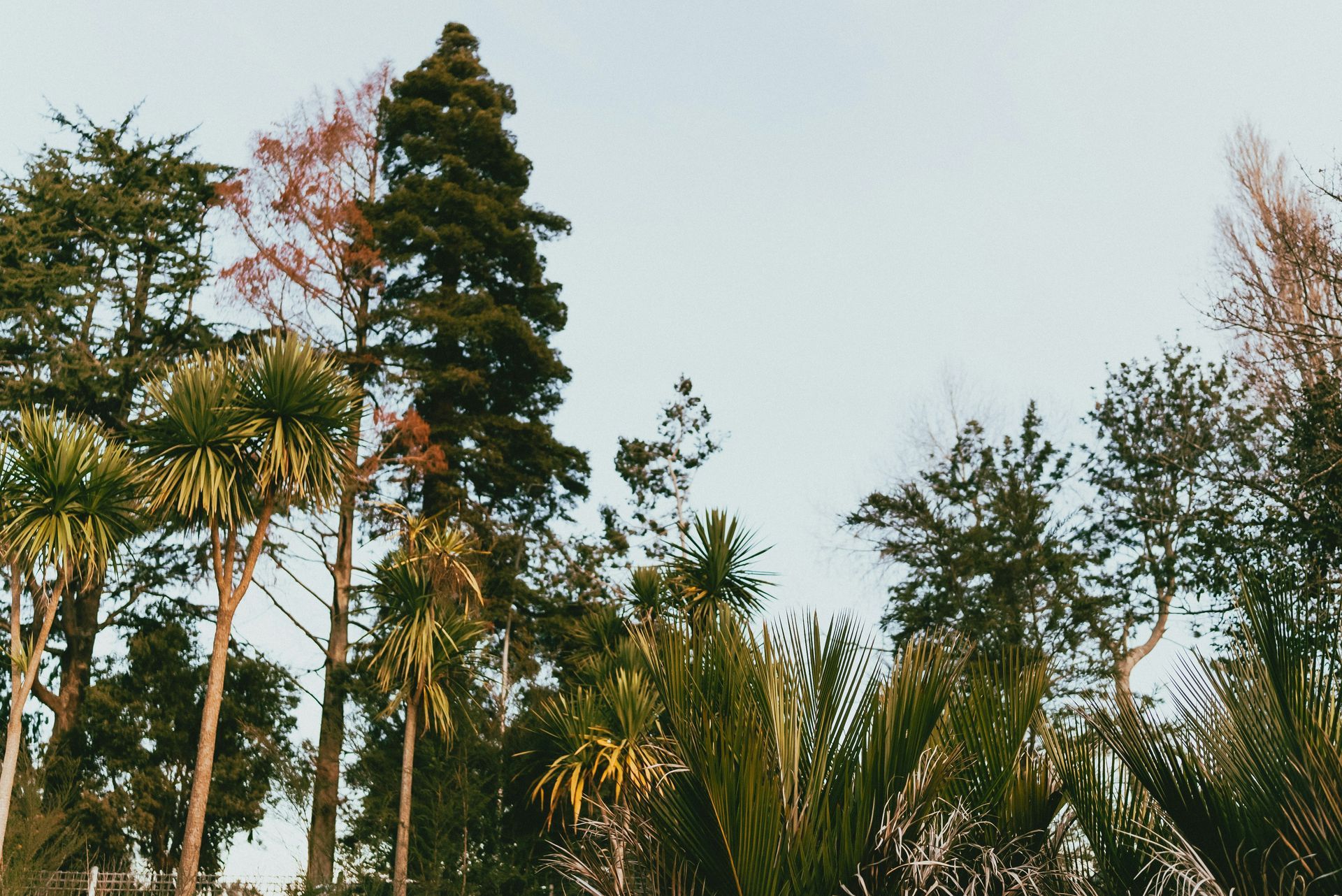 A group of trees with a blue sky in the background