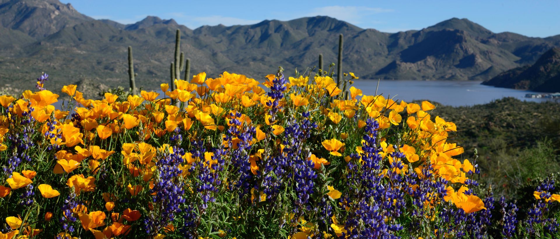 Blooming golden poppies at Canyon Lake in Arizona