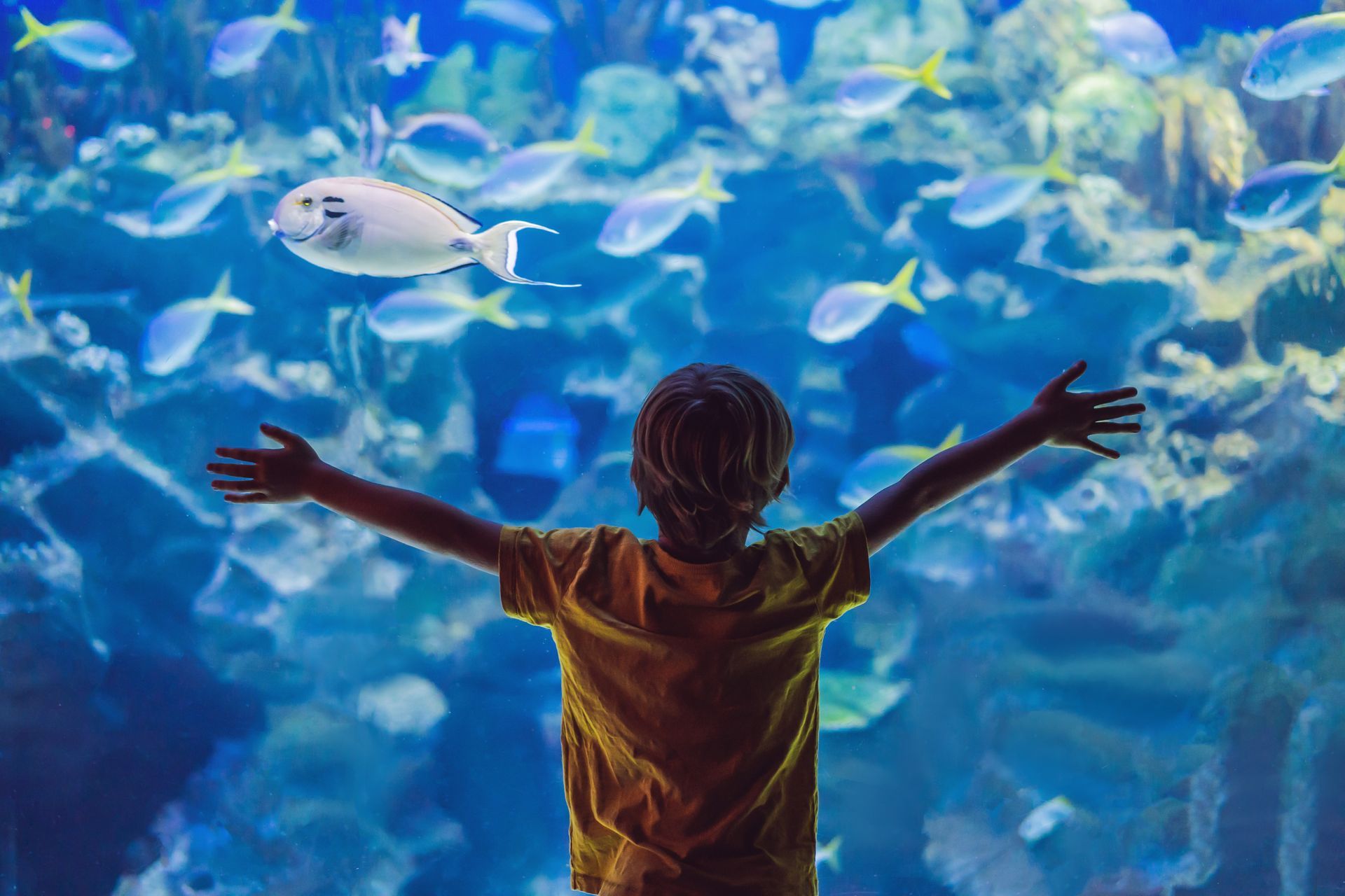 SEA LIFE Arizona Aquarium