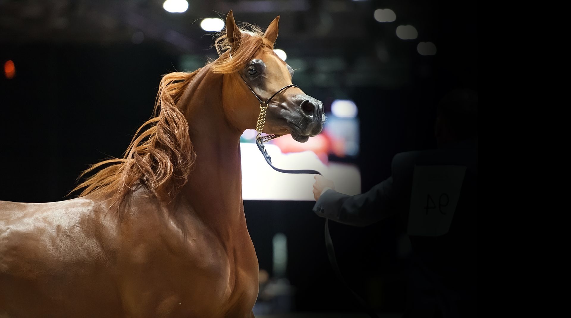 Arabian horse world championship