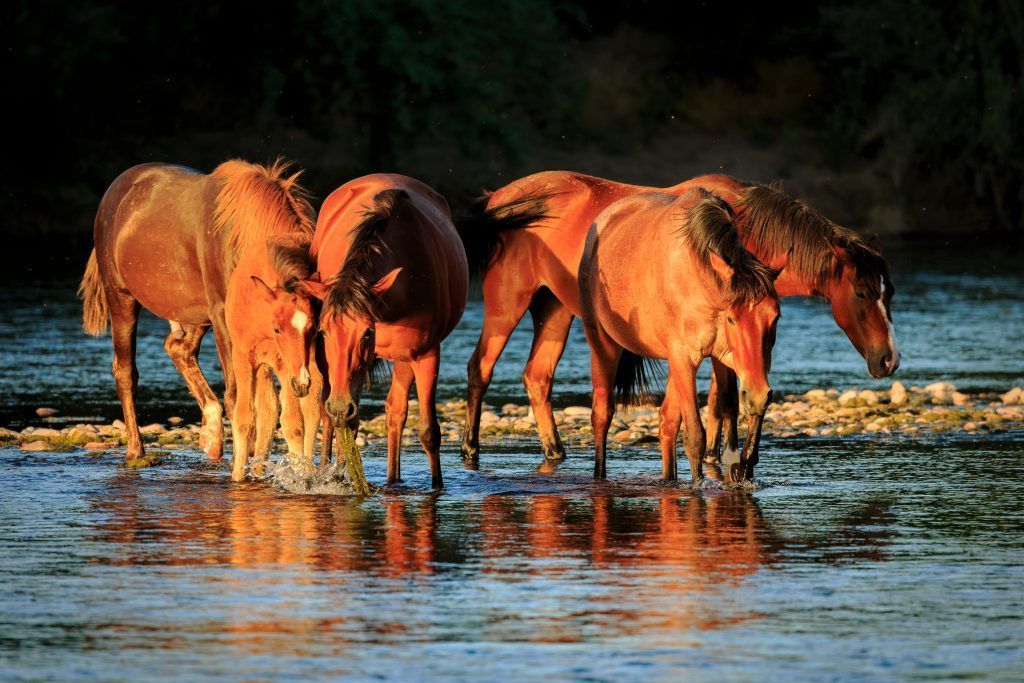 Four brown horses drinking in a shallow river at sunset