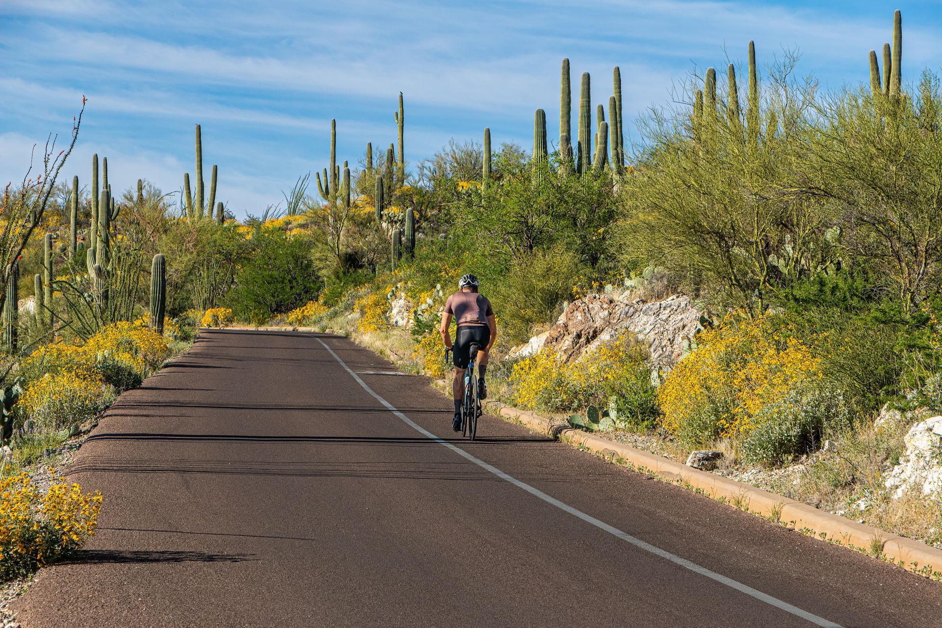 Cyclist riding on a desert road lined with cacti and yellow wildflowers under a blue sky
