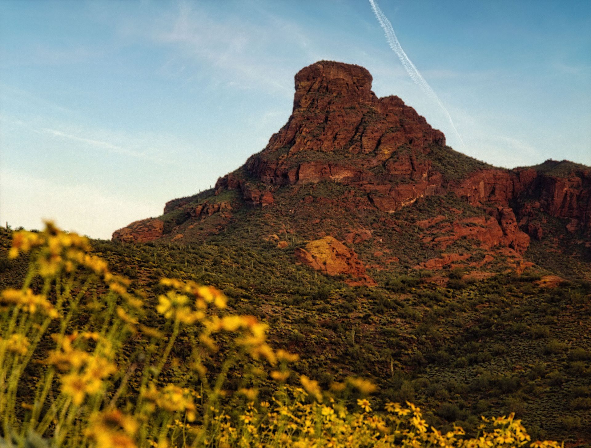 Desert mountain at sunset with yellow wildflowers in the foreground