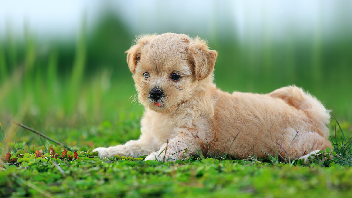 Small tan puppy lying in green grass, looking forward