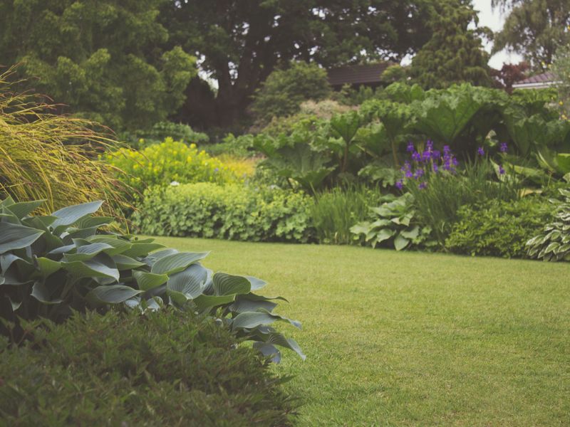 Lujoso jardín verde con césped bien cuidado, plantas diversas y un fondo de árboles.