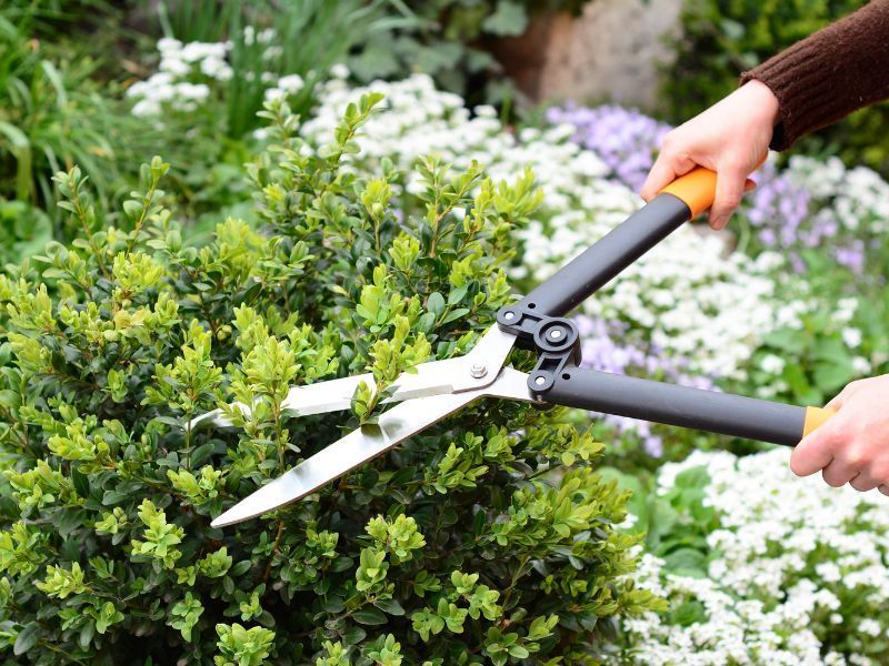 Persona podando un arbusto verde con tijeras de jardín grandes en un jardín.