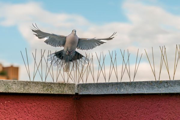 Tourterelle en vol par dessus des piques anti-pigeons