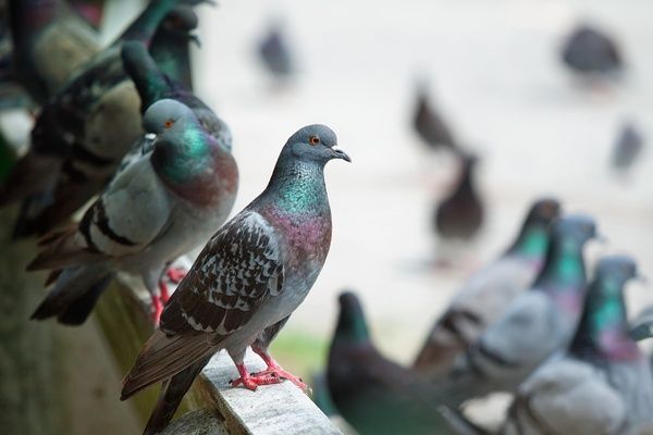 groupe de pigeons au sol