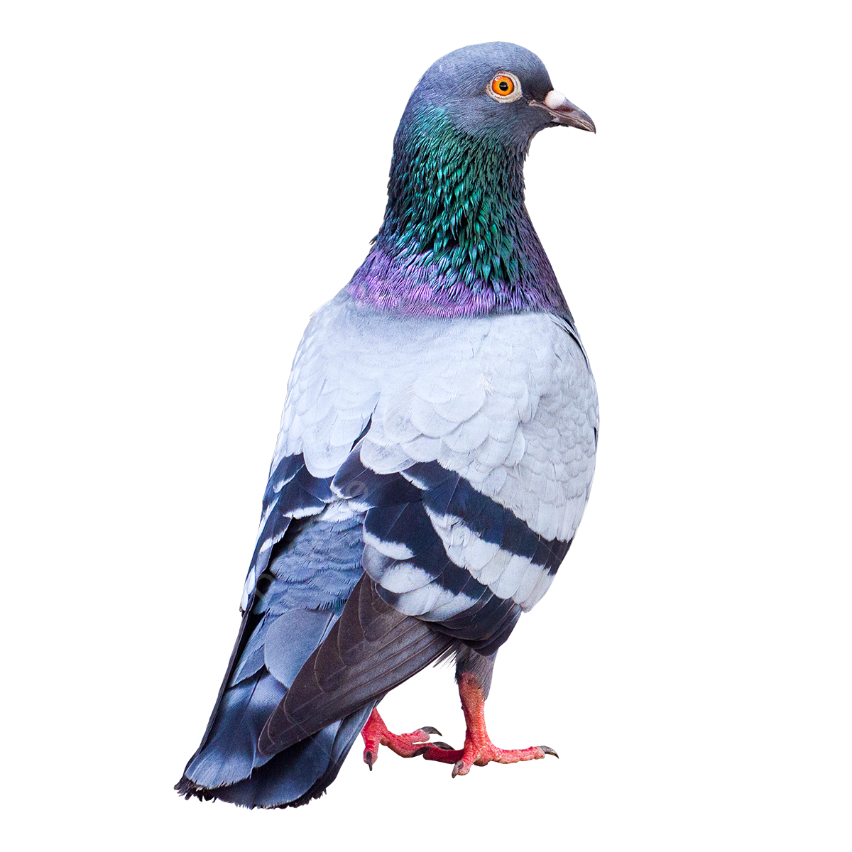 Un pigeon