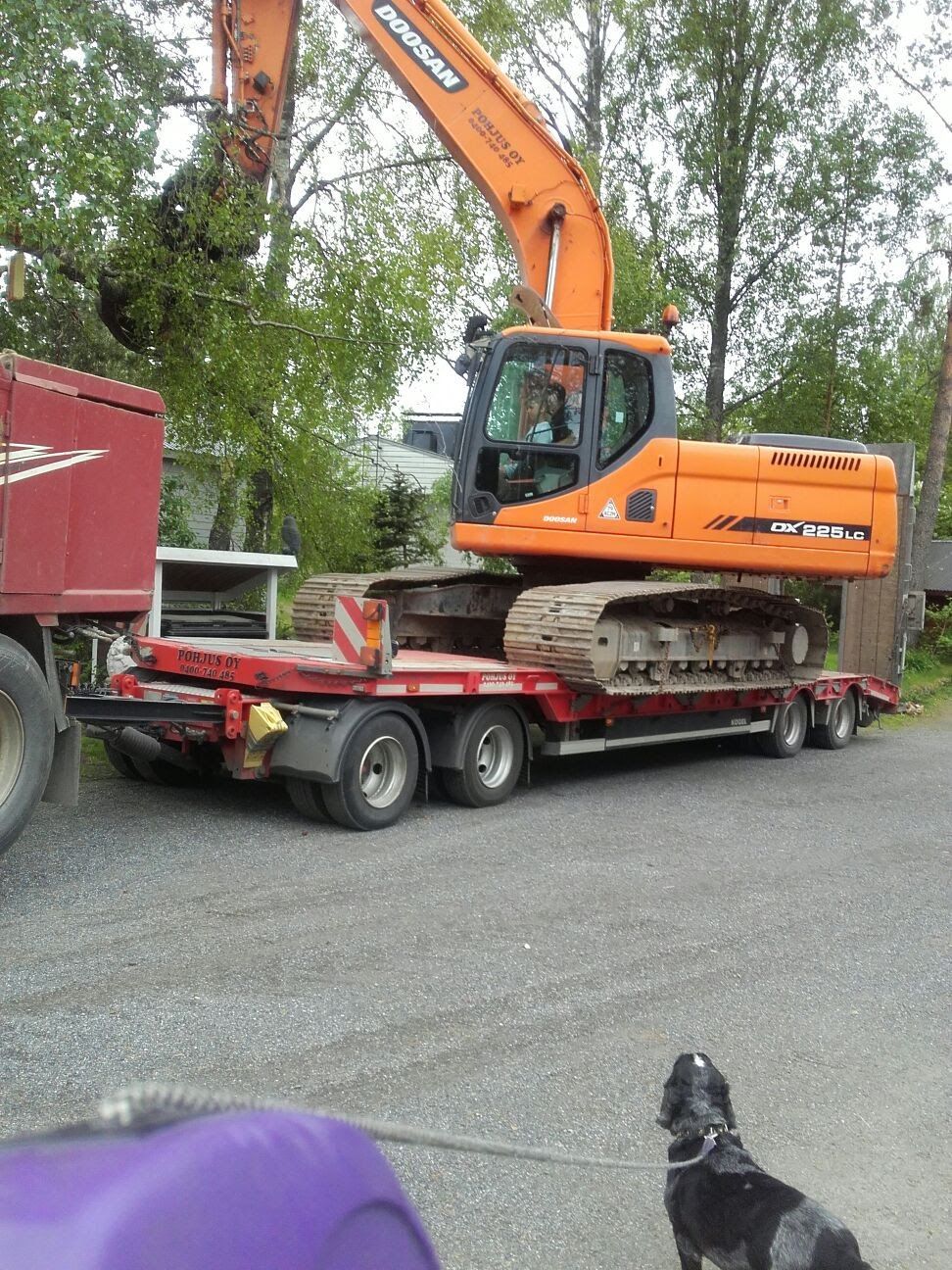 Oranssi kaivinkone punaisella perävaunulla, jota punainen kuorma-auto hinaa soratiellä, koiran katsoessa kameraan.