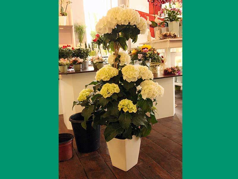 Gartenbau Bunk – gelbe Blumen im Topf