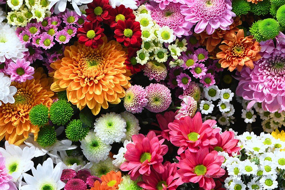 Gartebau Bunk – viele bunte Blumen