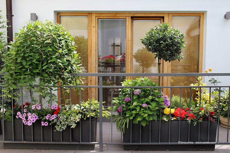 Gartenbau Bunk – Topfpflanzen auf dem Balkon